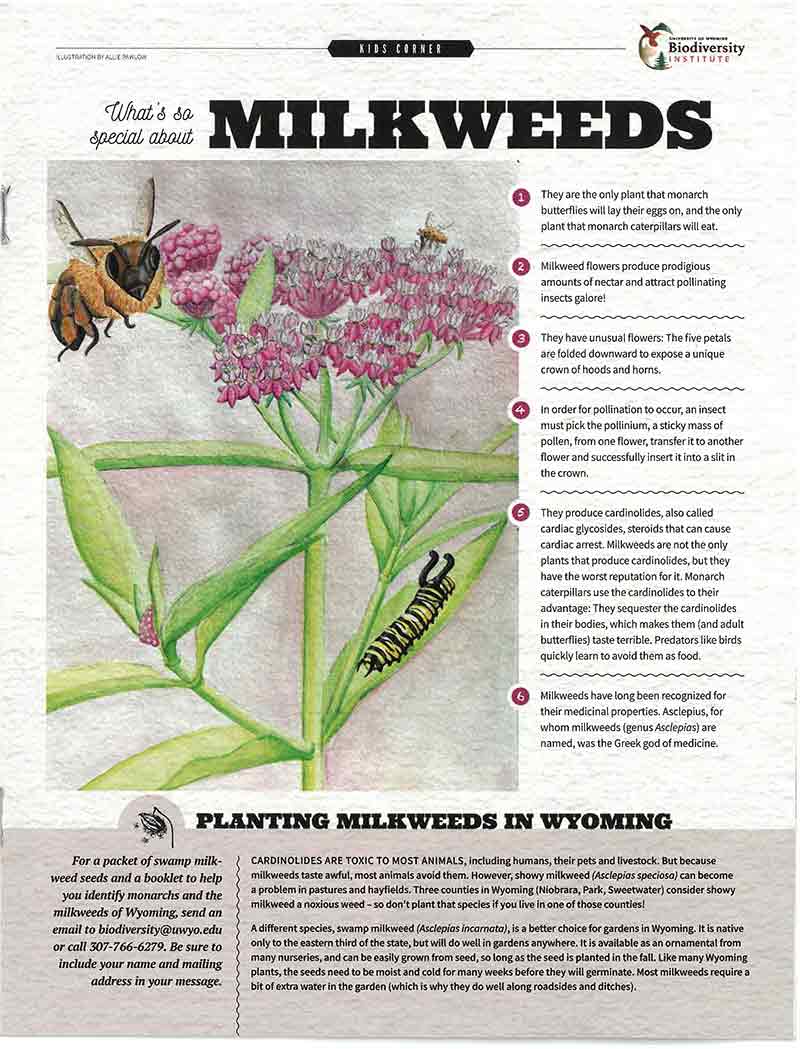An illustrative image of a Wren article on milkweeds