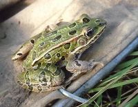 A Northern Leopard Frog sitting on some wood