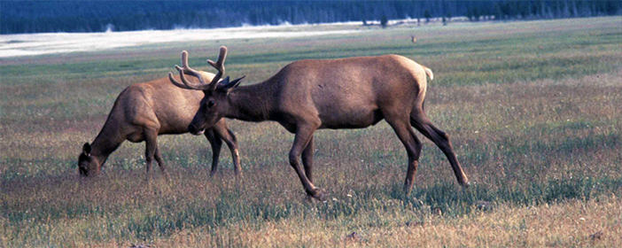 A photograph of two elk grazing in a meadow.