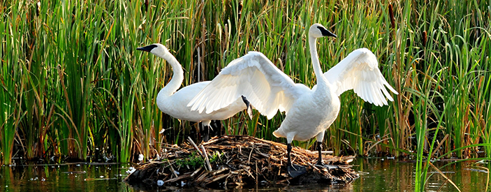 An image of two Trumpeter Swans nesting near a patch of cattail plants. 