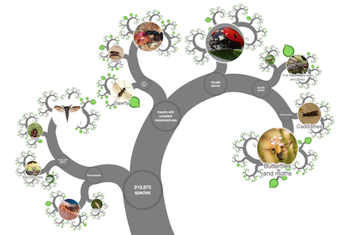 Snapshot of the interactive tree of life zoom tool 