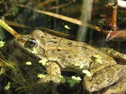 Frog Submerged in water