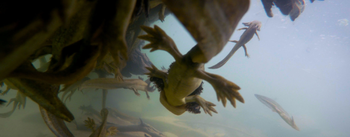 An underwater image of tiger salamander larvae swimming in a pond.  