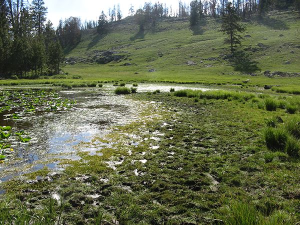 An image of a marshy tree area that is Columbia Spotted Frog habitat. 