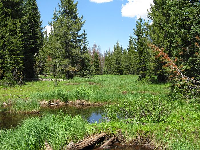 Image of Boreal Toad habitat