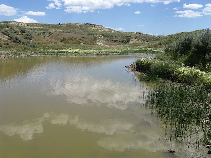 Picture of Western Tiger Salamander habitat