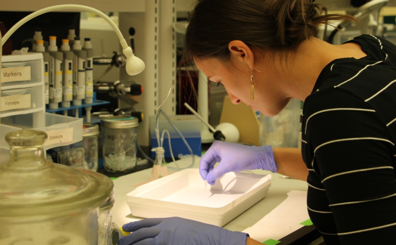 A photograph of Kennan working with samples in the laboratory. 