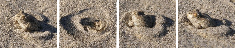 Image depicting a Great Basin Spadefoot frog digging in the dirt.