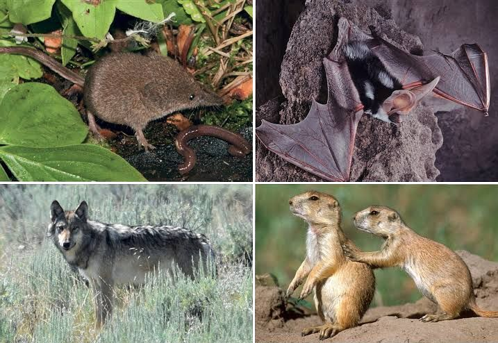 Image of the cover of "The Mammals of Wyoming", a publication supported by Biodiversity Institute 