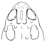A sketch of the cranial crest of the Wyoming Toad
