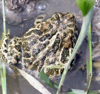Image of a Great Plains Toad in some water