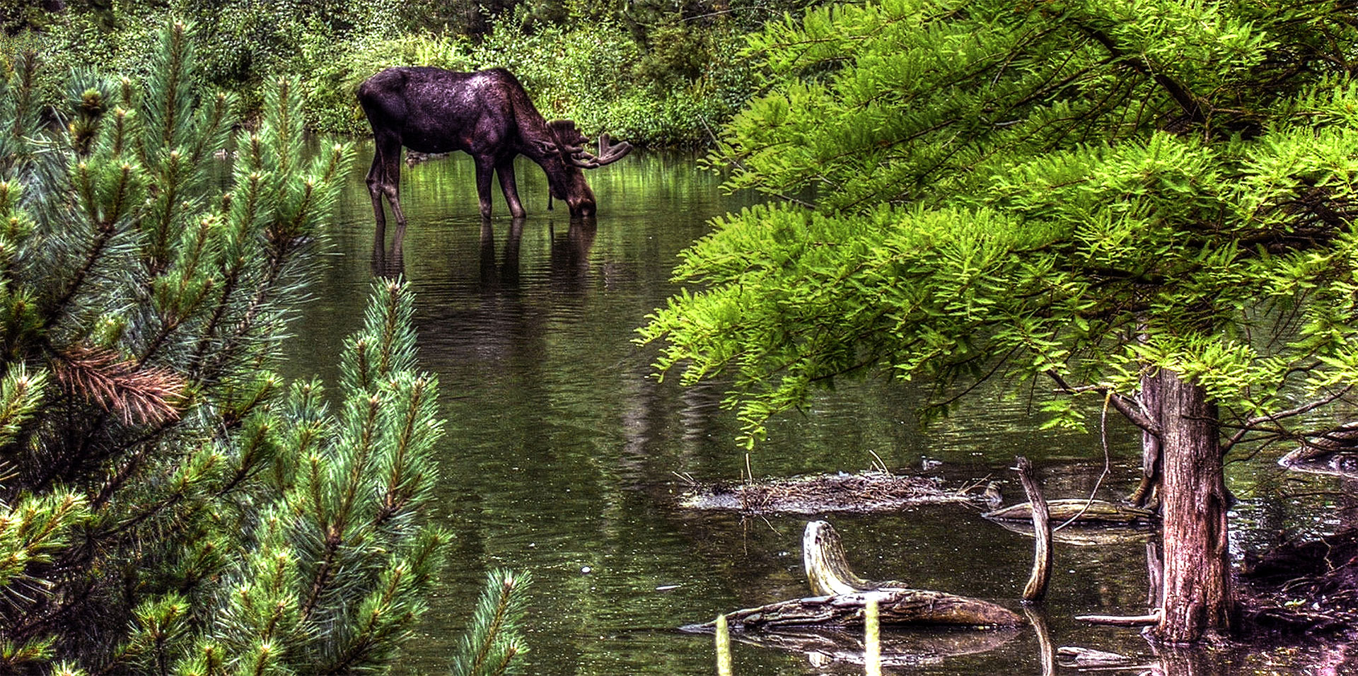 Bi-Annual Moose Day