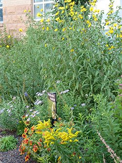 Photo of pollinator garden