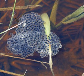 Northern Leopard Frog eggs in water