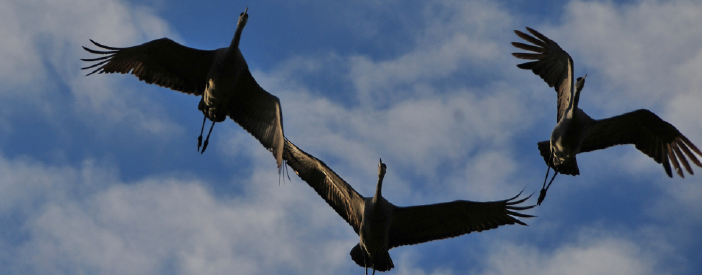 Sandhill cranes flying in formation