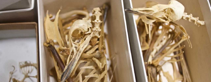 An image of two specimen boxes containing Horned Grebes Bones.