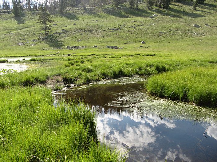 Image of Northern Leopard Frog habitat