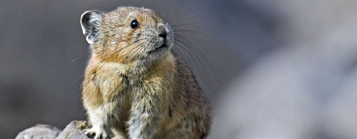 An image of a very cute pika climbing on rocks. 