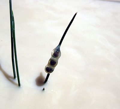 Picture of three Western Tiger Salamander eggs on a reed. 