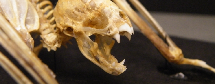 An image of a vampire bat (Desmodus rotundus) skeleton.