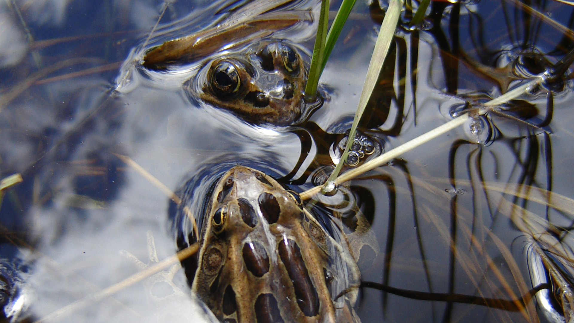 Help Track Rocky Mountain Amphibians