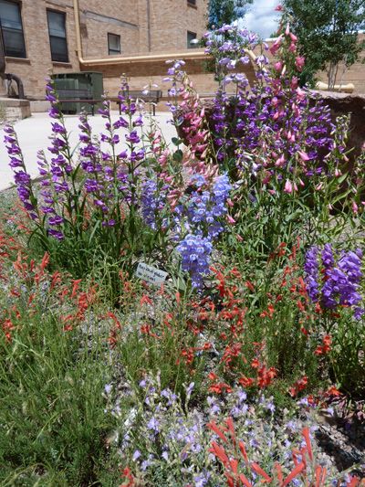 A picture of purple wildflowers 