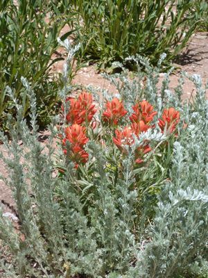 Image of Indian Paintbrush 