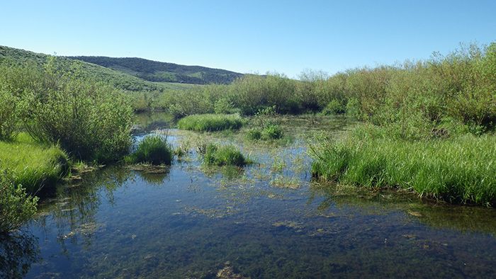 Picture of Rocky Mountain Toad habitat